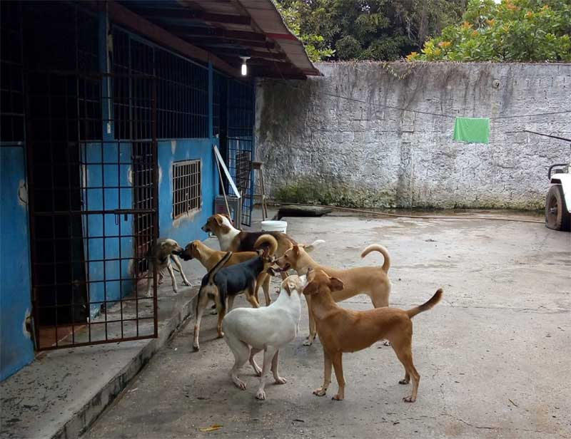 Prefeitura de Manacapuru (AM) tira abrigo de protetora de animais