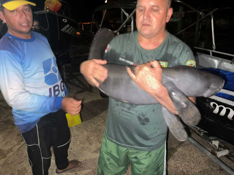 PMAM resgata filhote de peixe-boi em Parintins, AM