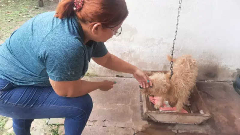 Animais em situação de maus-tratos são resgatados pela Polícia Civil em Macapá