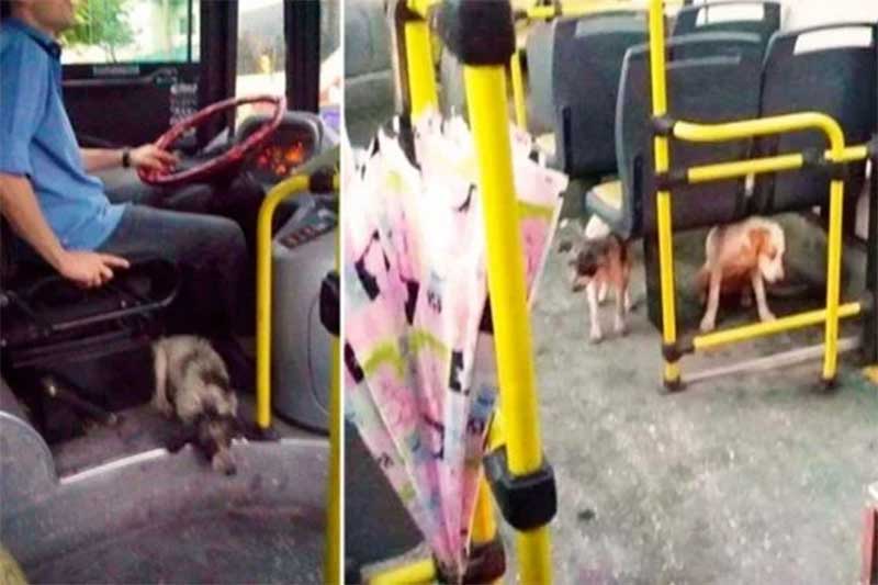 Motorista protege cães de rua no ônibus durante chuva forte