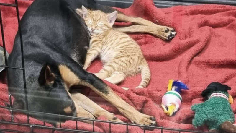 Gato foge de cercado para confortar cão em abrigo; veja FOTOS