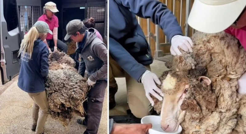 Resgatadores salvam Alex, uma ovelha com 40 kg de lã que não conseguia mais andar