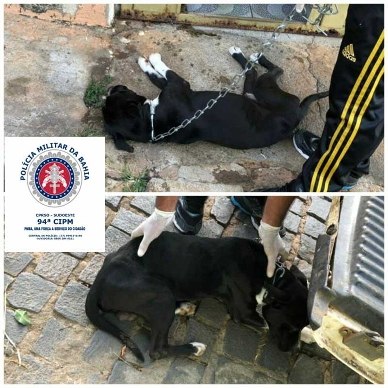 Cães vítimas de maus-tratos são resgatados pela Polícia Militar em Caetité, BA