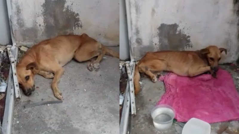 Cachorro é abandonado em condições precárias em Salvador (BA) e moradores se mobilizam para ajudar; VÍDEO