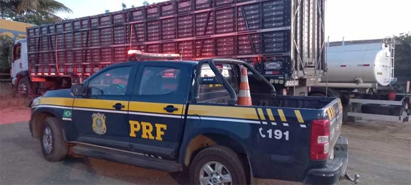 PRF resgata bovinos e suínos de situação de maus-tratos transportados em caminhão boiadeiro; dois animais foram encontrados mortos