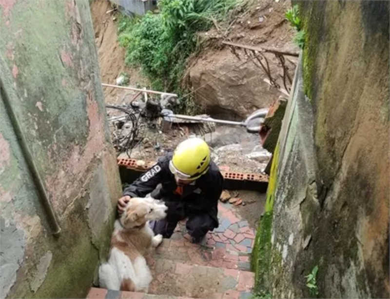 Cachorro sendo resgatado em área de risco, em Petrópolis, por profissional do grupo