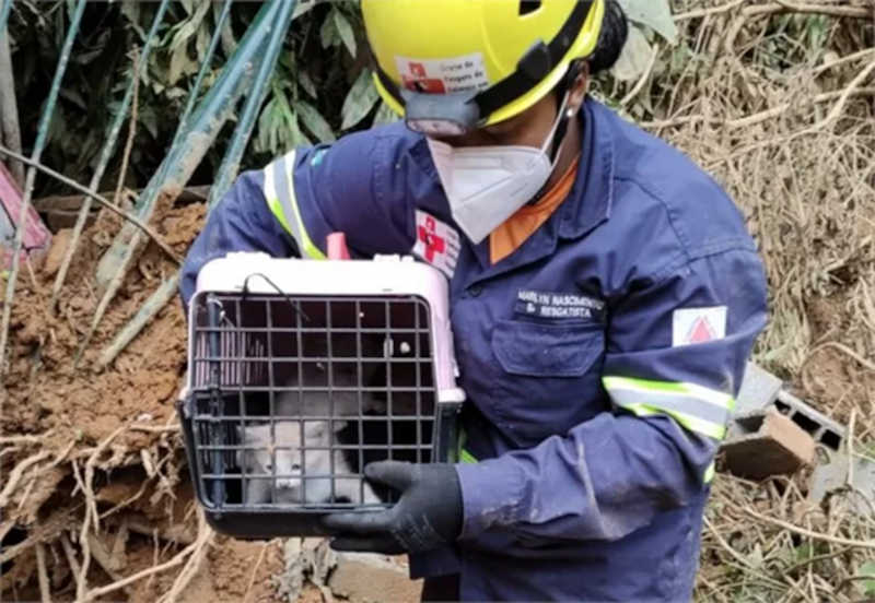 Mais de 300 animais foram resgatados em Petrópolis: cerca de 200 pelo trabalho do grupo