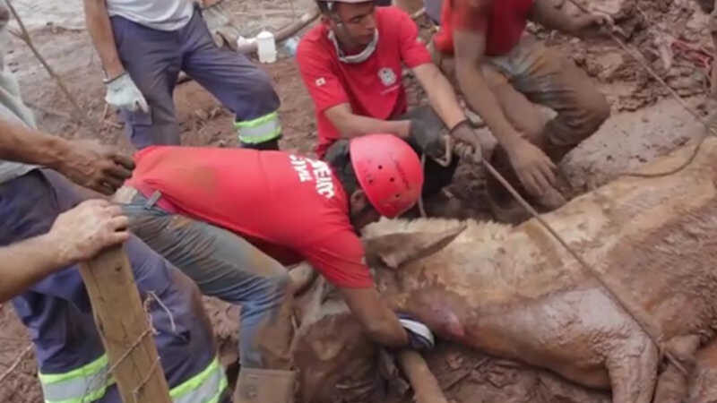 Cavalo sendo resgatado da lama de Mariana pelo GRAD, em 2015