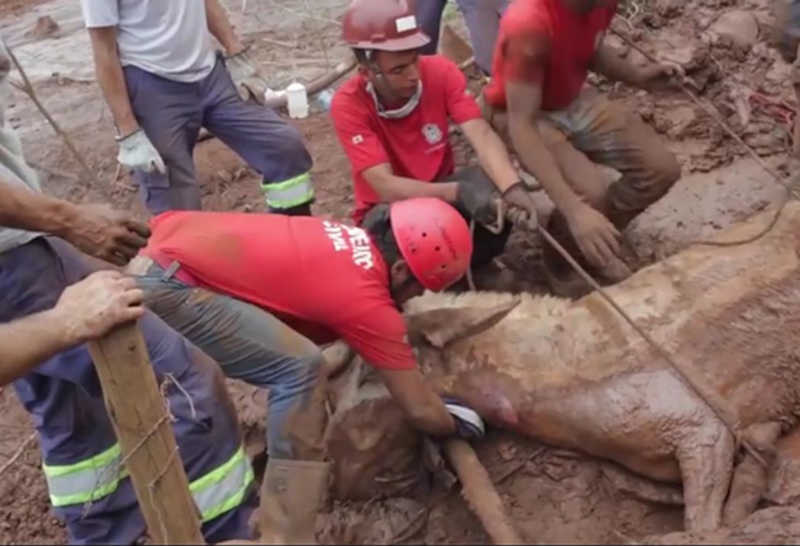 Brasil tem grupo de resgate de animais em desastre; conheça o GRAD