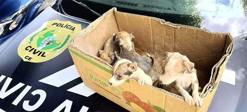 Cinco filhotes de cachorro são resgatados com sinais de maus-tratos em estrada de Baturité, no Ceará