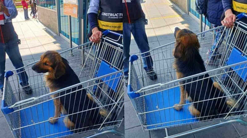 Cachorro é abandonado em carrinho de supermercado e comove clientes e funcionários