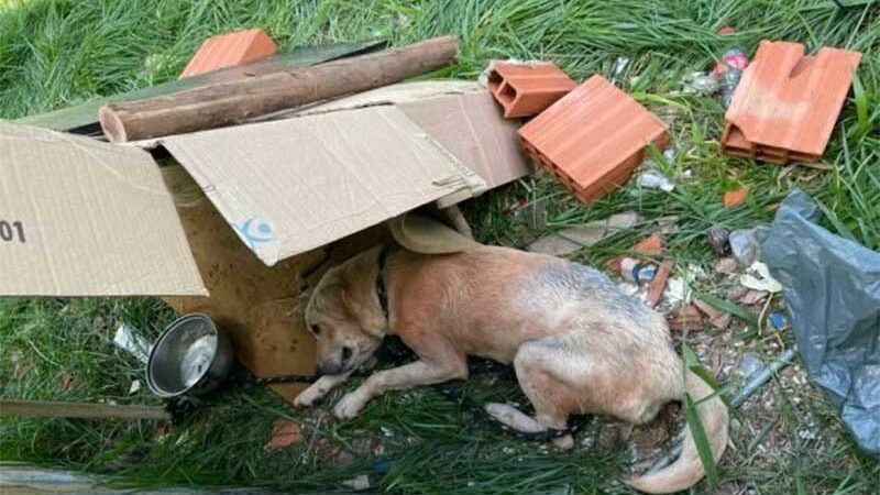 Cão encontrado com buraco nas costas no DF é resgatado e precisa de um lar