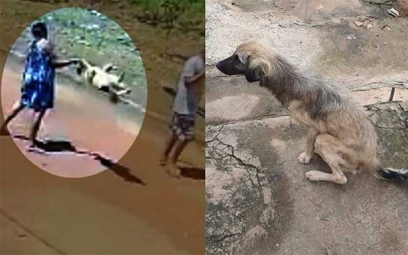 Mulher que foi filmada arremessando cachorro no chão é presa suspeita de maus-tratos contra outro cão