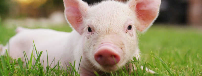 Estudo ‘traduz’ grunhidos de porcos para identificar emoções
