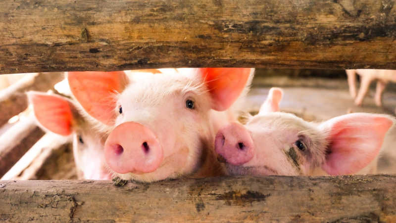 Grunhidos mais curtos indicam que os porcos estão mais felizes, segundo novo estudo: o entendimento de emoções por parte dos suínos pode nos ajudar a aprimorar o bem-estar deles em criadouros e convivência com humanos (Imagem: chadin0/Shutterstock)