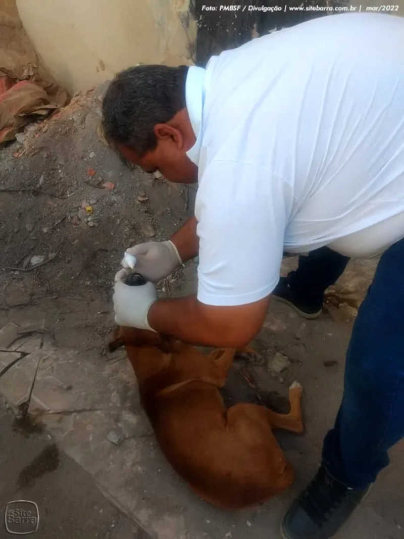 Cães de rua estão sendo envenenados em Barra de São Francisco, ES; crime dá multa e até 5 anos de cadeia