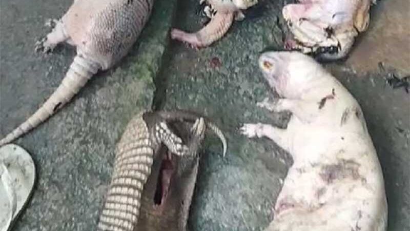 Policiais encontraram diversos animais silvestres mortos — Foto: Reprodução/TV Gazeta