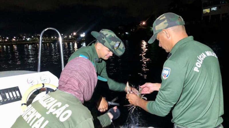 Tartarugas presas em rede de pesca de 300 metros são resgatadas em Vitória, ES; VÍDEO