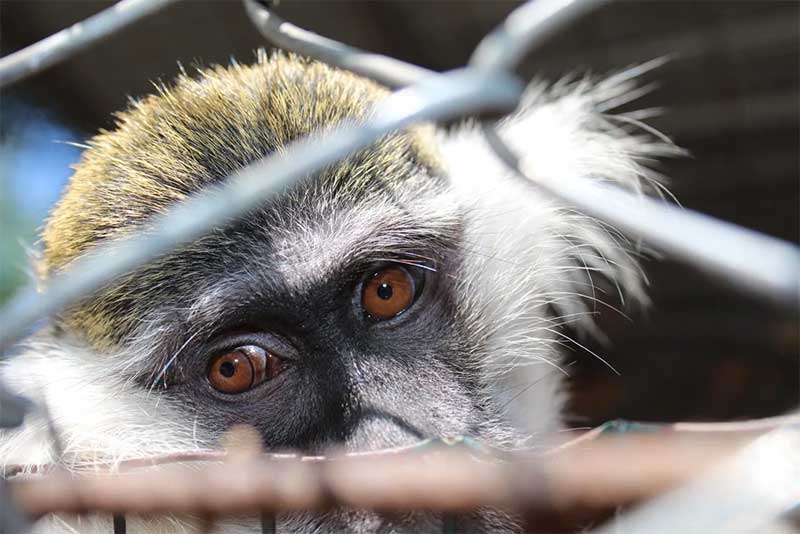 Devemos acabar com o comércio de animais de estimação de primatas antes que mais pessoas sejam atacadas ou mortas