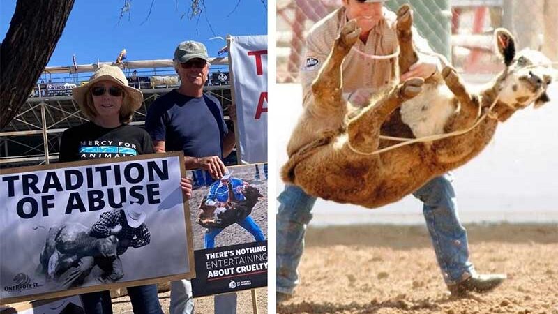 Ativistas protestam contra crueldade e choques elétricos no Rodeio de Tucson (EUA) e pedem que as autoridades tomem uma atitude