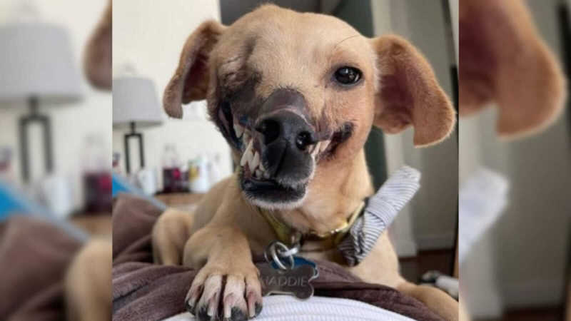 Cachorro perdeu metade de seu rosto em rinhas e mesmo assim encontrou um lar amoroso