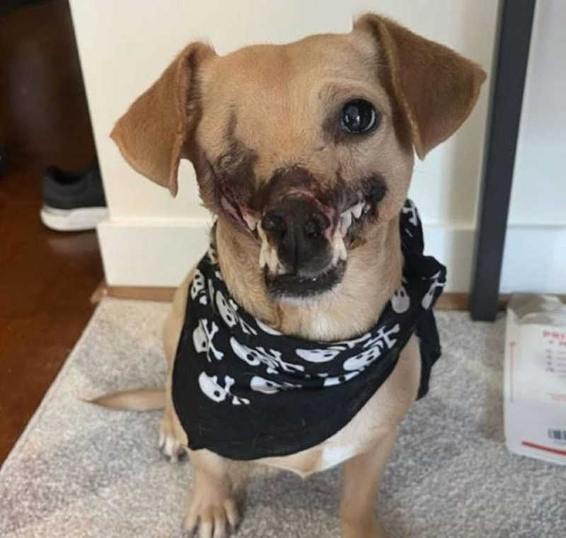 Cachorro perdeu metade de seu rosto e mesmo assim encontrou um lar amoroso