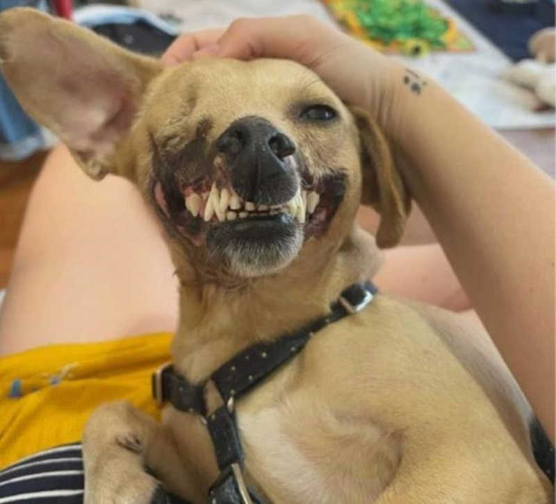 Cachorro perdeu metade de seu rosto e mesmo assim encontrou um lar amoroso