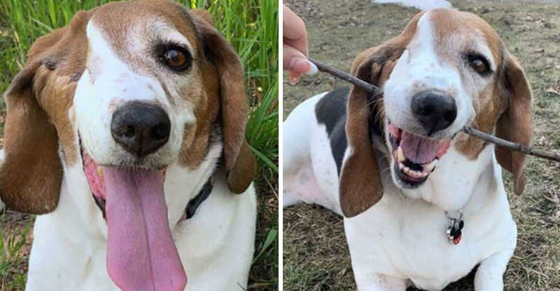 Após perder olho para câncer, cachorro se recupera e se torna o mais sorridente de todos