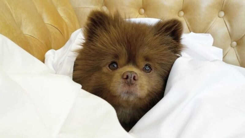 Cachorro abandonado aos 5 meses por ser ‘muito grande para vender’, encontra amor de verdade