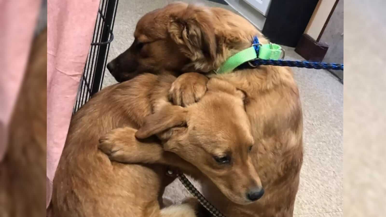 Cachorro conforta sua irmã com um lindo abraço após serem resgatados