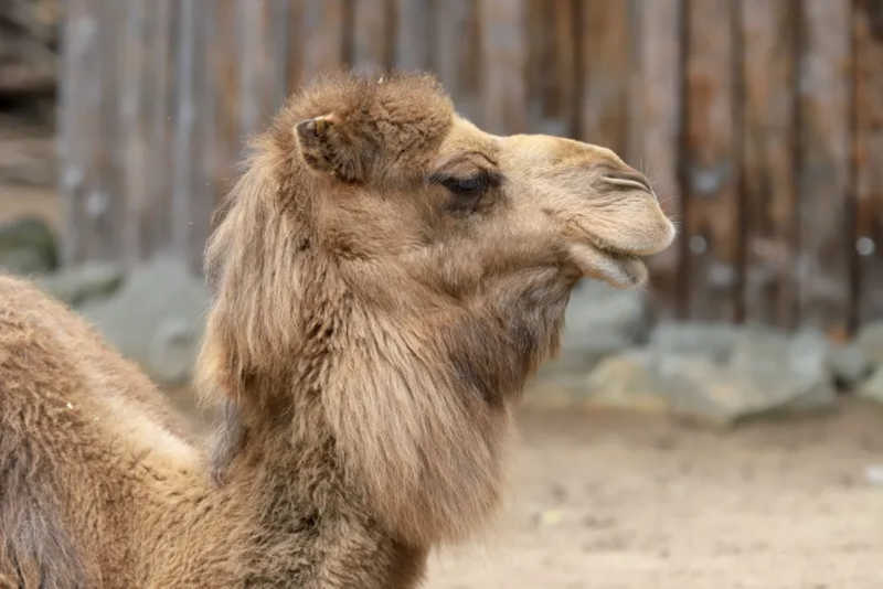 Camelo em cativeiro escapa de zoológico e mata dois homens