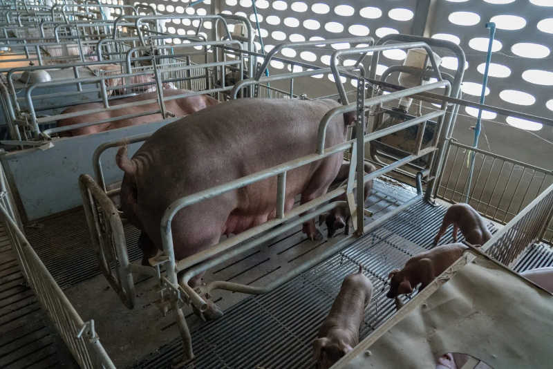 Introduzida a primeira legislação norte-americana nacional para acabar com as caixas de gestação de porcas
