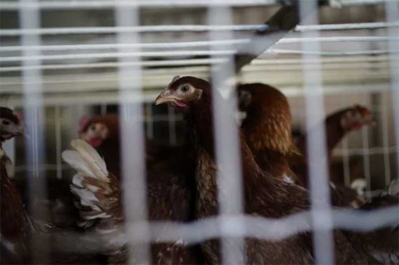 França vai sacrificar milhões de animais por gripe aviária