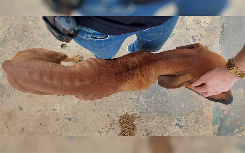 Dono de boate é preso suspeito de manter o próprio cachorro em situações de maus-tratos em Goiânia