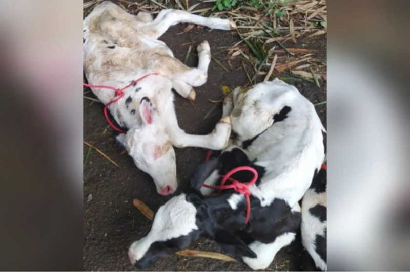Animais foram flagrados em situação irregular em Goiás - PRF