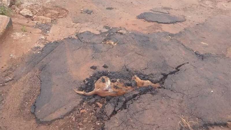 Morador denuncia que taparam buraco no asfalto com cachorro dentro, em Itumbiara: ‘Revoltante’