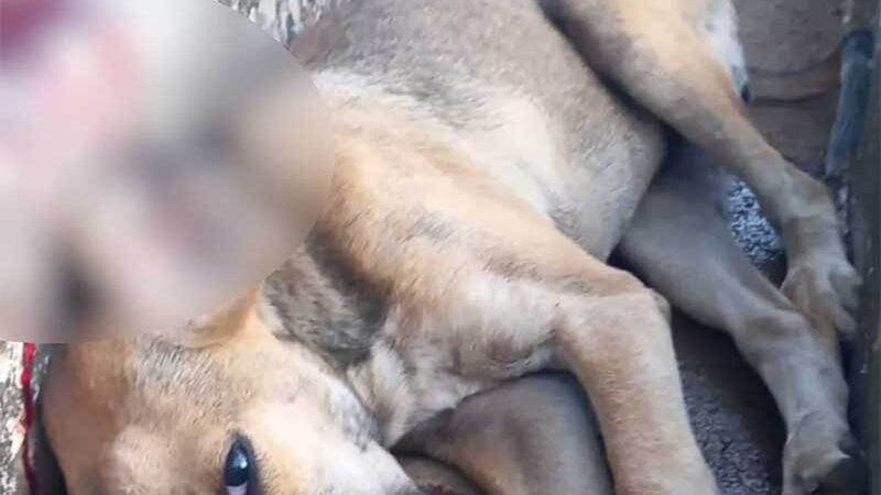 Homem é preso suspeito de matar cachorro a marretadas após animal morder frango da casa dele, em Santa Cruz de Goiás, GO