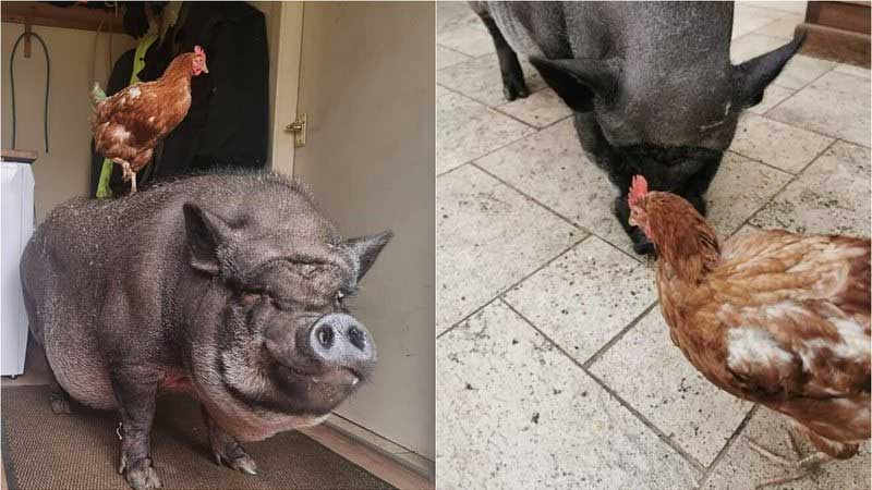 Porco e galinha fazem amizade inusitada em santuário de animais; veja fotos
