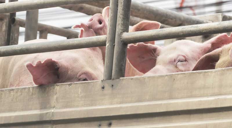 Matadouros holandeses ainda cozinham porcos vivos