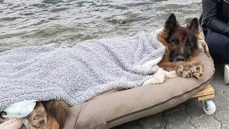 Antes de morrer, cachorro idoso e paralítico que foi abandonado conhece o mar e o amor