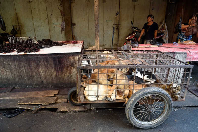 Imagens horríveis do comércio de carne de cães mostram traficantes indonésios roubando cães de famílias locais