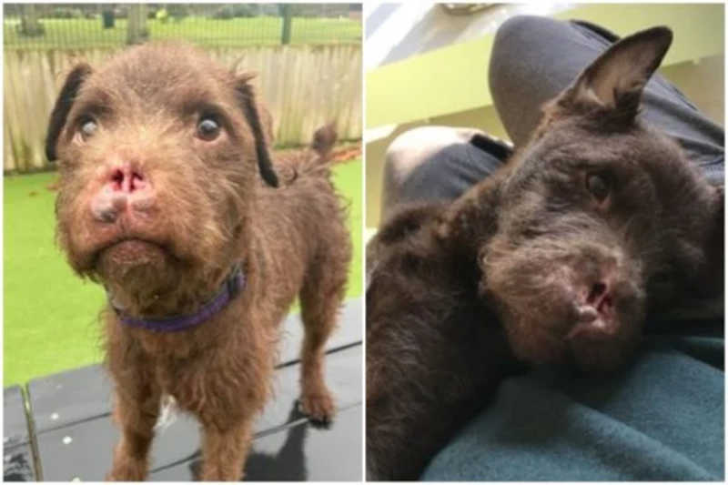 Cachorro ganha família após ter nariz arrancado em rinha com texugo na Inglaterra