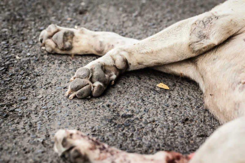 Casal considerado culpado de ‘um dos casos mais chocantes de crueldade animal’ que funcionários já viram em um condado do Reino Unido