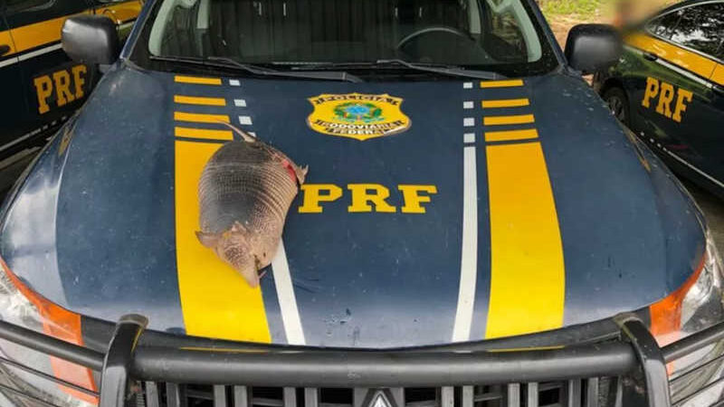 Homem é flagrado transportando animal silvestre morto em Caxias — Foto: Divulgação/ Polícia Rodoviária Federal