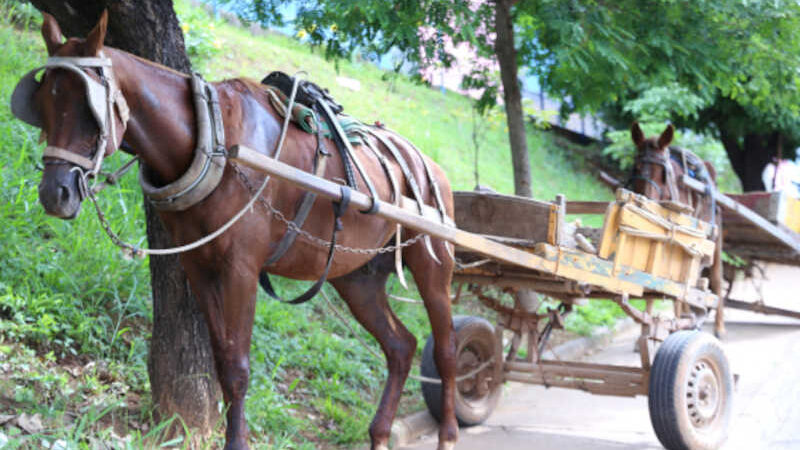 Destino de cavalos recolhidos e andamento da substituição de carroças em pauta, em Belo Horizonte, MG