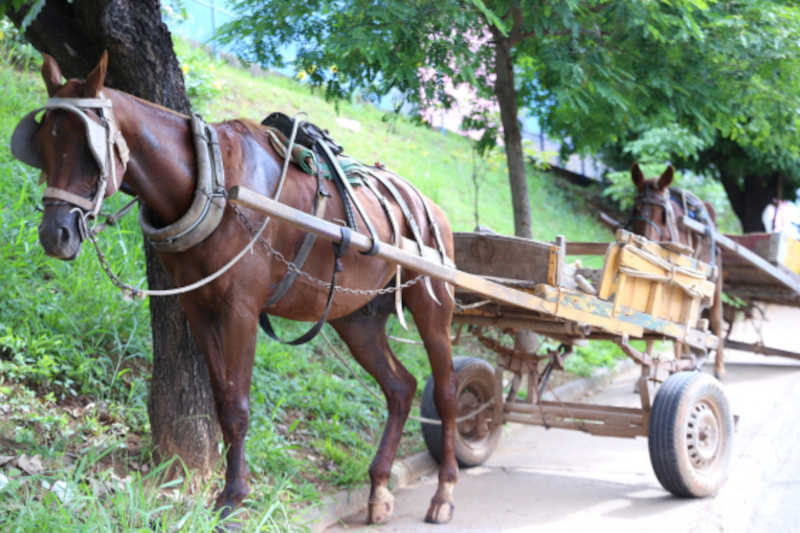 Destino de cavalos recolhidos e andamento da substituição de carroças em pauta, em Belo Horizonte, MG