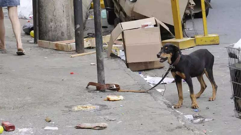 Nova lei aumenta multa para quem maltratar animais em Belo Horizonte, MG