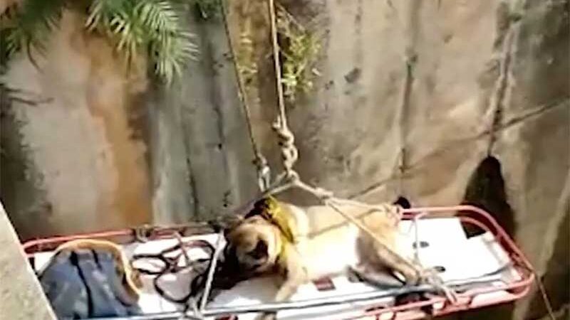 Bombeiros salvam cão em rio em Belo Horizonte, MG; VÍDEO
