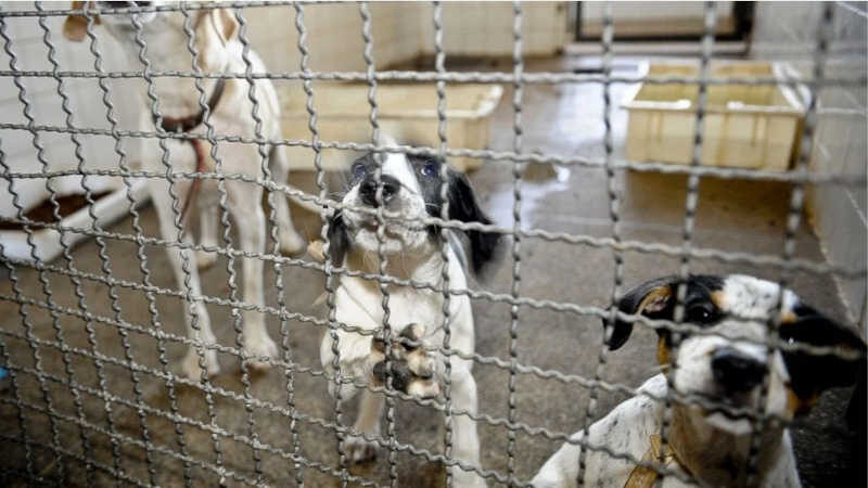 ONG denuncia prefeitura de Caeté (MG) ao MP por deixar cães resgatados da rua sem ração