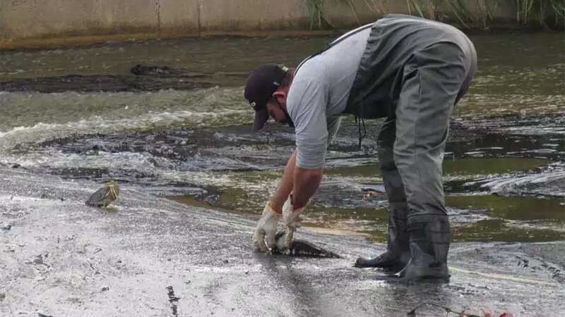 Animais são resgatados de piche que ameaça Lagoa da Pampulha